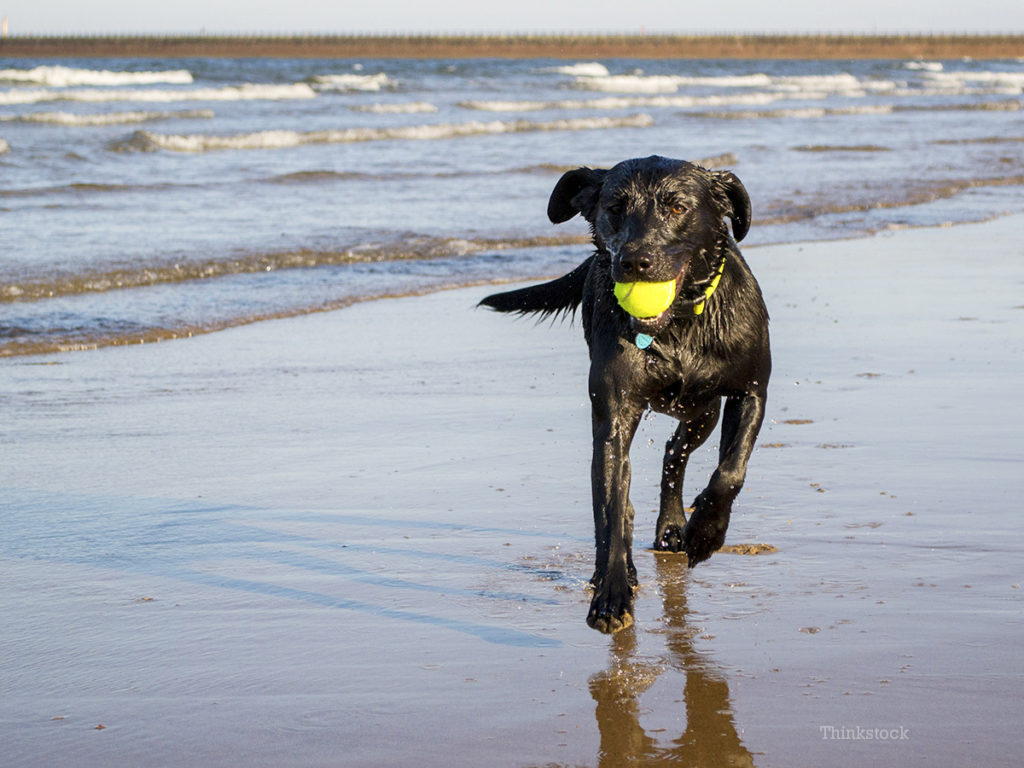 cani al mare