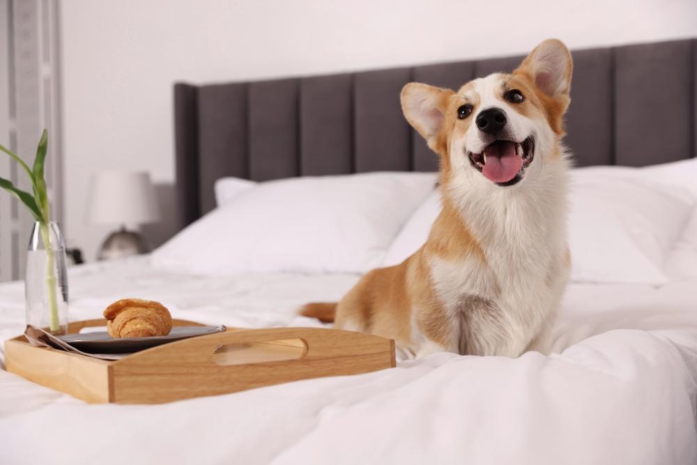 Hotel per animali domestici